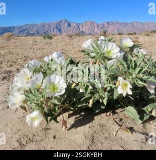 Jährliche abendliche Primrose (Oenothera deltoides deltoides), Plantae, Henderson Canyon Rd, Borrego Springs, CA, US, jährliche Abendkerze (Oenothera deltoides ssp. deltoides) alias Vogelkäfig Abendkerze, Dünen Abendkerze, Wüstenkerze, Korb Abendkerze, Löwe im Käfig, und Teufelslaterne. Einheimische, einjährige Pflanze, die in losem Wüstensand wächst, einschließlich Dünen. Die Pflanze ist gräulich und hat ein minutiös strigoses Deltamaplättchen. Große weiße Blüten werden mit zunehmendem Alter rosa. Wenn die Pflanzen absterben, kräuseln sich die Stämme nach oben und bilden den „Vogelkäfig“, für den der gebräuchliche Name abgeleitet ist. Weiter Stockfoto