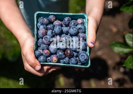 Frische Heidelbeeren in einem grünen Korb, der draußen in den Händen gehalten wird. Stockfoto