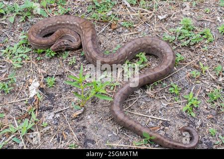 Brown Rainbow Boa (Epicrates maurus), Reptilia, Aeroporto, Boa Vista - RR, Brasilien Stockfoto