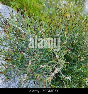 Schmalblättrige Stillingia (Stillingia linearifolia), Plantae, Palm Springs, CA, USA Stockfoto