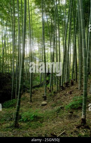 Dichter Bambuswald mit Sonnenlicht, das durch die hohen grünen Stämme und üppiges Laub filtert. Kyoto, Japan Stockfoto