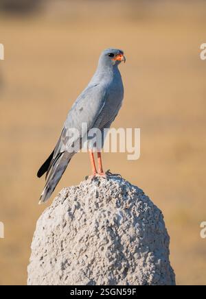 Goshawk (Melierax canorus) Stockfoto