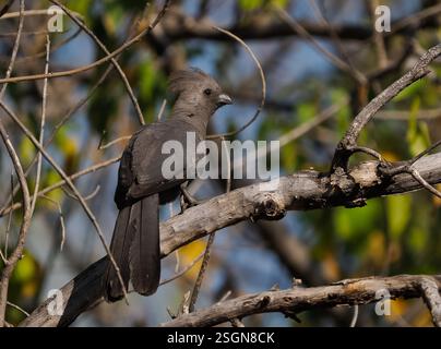 Grauer Gobauvogel (Corythaixoides concolor) Stockfoto