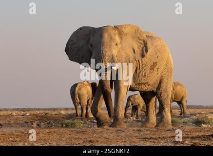 Afrikanischer Elefant (Loxodonta africana) an einem Wasserloch Stockfoto