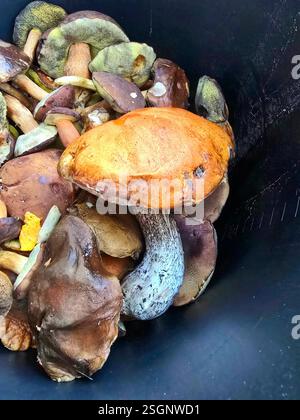 Pilze in einem Eimer, frisch aus dem Wald. Stockfoto