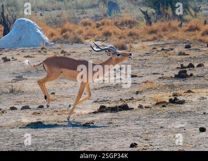 Impala (Aepyceros melampus) Bock läuft auf der Jagd nach den Geschöpfen in seinem Harem Stockfoto