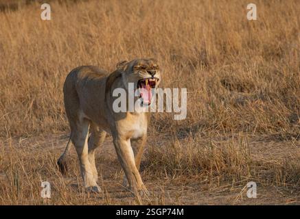 Afrikanische Löwin (Panthera leo) Gähnen Stockfoto