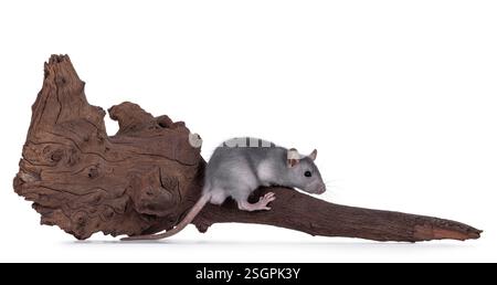 Süße kleine graue Ratte, die auf braunem Treibholz sitzt. Isoliert auf weißem Hintergrund. Stockfoto