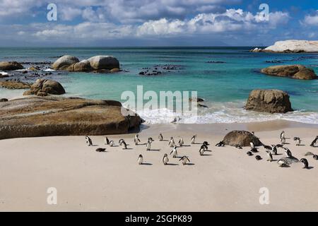 Am Strand von Boulders Beach gibt es eine Pinguinkolonie. Südafrika. Stockfoto