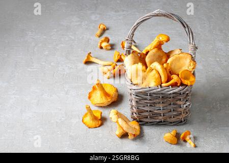Weidenkorb der Pfifferlinge (Eierschwämmen Cibarius, Pfifferling, goldene Pfifferling oder Girolle umgangsprachlich) Stockfoto