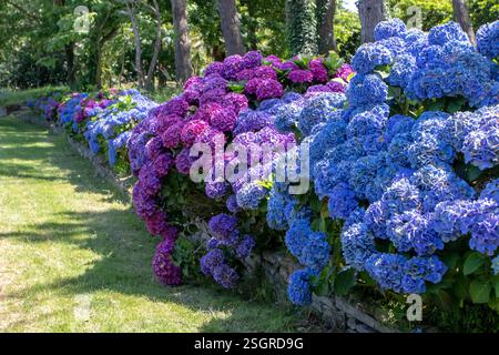Hortensie Sträucher mit violetten und blauen Blüten. Hortensie-Gartenhecke an der Steinmauer. Mehrfarbige Hortensia-Blumenköpfe. Französische Hortensie Stockfoto