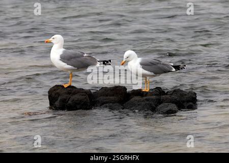 Möwen mit gelbbeinigen Füßen (Larus michahellis) Stockfoto