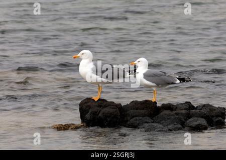 Paar Gelbbeinmöwen (Larus michahellis) Fuerteventura, Kanarische Inseln, Spanien. Stockfoto