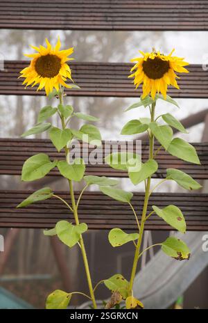Zwei symmetrische Sonnenblumen blühen an einem nebeligen Herbsttag vor einem ländlichen Zaun. Stockfoto