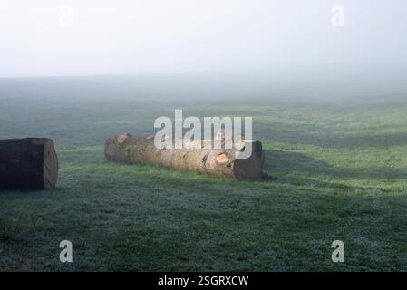 Eine ruhige und stimmungsvolle Szene eines nebeligen morgens in einer ländlichen Landschaft mit frisch geschnittenen Baumstämmen auf einem tau bedeckten Grasfeld. Stockfoto