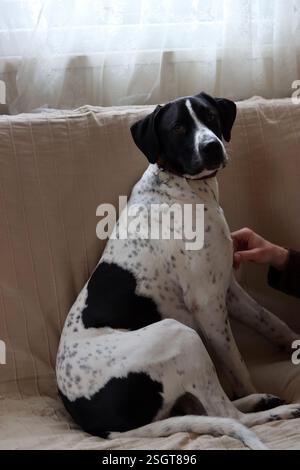 Hund mit herzförmigem Fleck. Nahaufnahme eines schwarz-weißen Hundes, der auf einem Sofa sitzt. Stockfoto