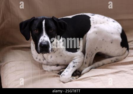 Porträt eines schwarz-weißen Mischhundes, der in die Kamera blickt, Nahaufnahme Stockfoto