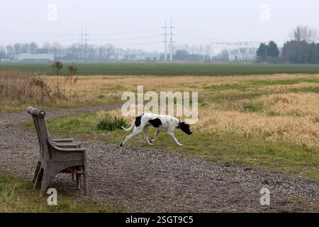 Englischer Zeigerhund, der auf der Wiese läuft. Happy PET's Life Konzept. Frühling in den Niederlanden. Stockfoto