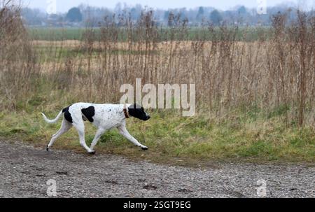 Englischer Zeigerhund, der auf der Wiese läuft. Happy PET's Life Konzept. Frühling in den Niederlanden. Stockfoto