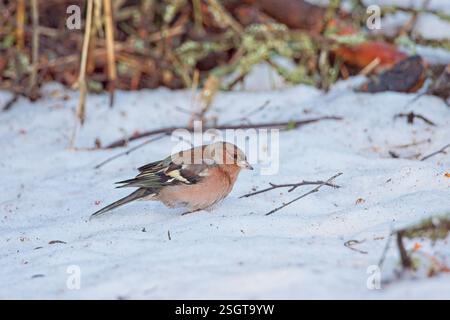 Eurasischer Buchfink (Fringilla Coelebs) auf verschneiten Böden auf der Suche nach Samen zum Verzehr. Stockfoto