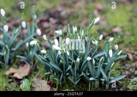 Schneeglöckchen Blumen im Garten Nahaufnahme Foto. Erste Frühlingsblumen. Frühling Hintergrund. Stockfoto