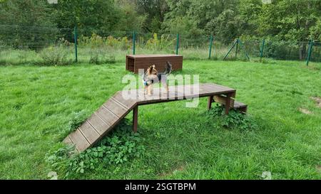 Yorkshire Terrier steht selbstbewusst auf einer Agilitätsrampe und blickt zurück in einen üppigen, umzäunten Trainingsbereich, der von Grün umgeben ist Stockfoto