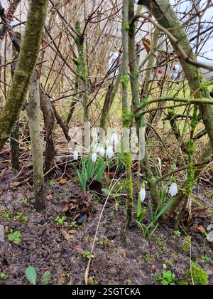 Schneeglöckchen (Galanthus nivalis) blühen anmutig unter Sträuchern und läuten den Frühling ein Stockfoto