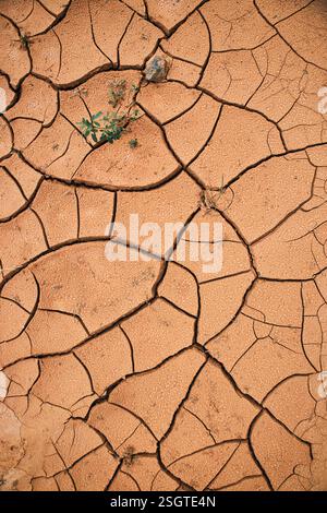Neues Leben in der Dürre. Takir, Takyr-Boden und grüne Pflanze. Landform, Austrocknen von salzhaltigem Boden in der Wüste. Trocknungsrisse, die ein charakteristisches Muster bilden, Stockfoto