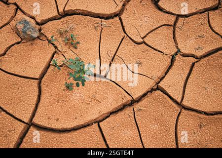 Neues Leben in der Dürre. Takir, Takyr-Boden und grüne Pflanze. Landform, Austrocknen von salzhaltigem Boden in der Wüste. Trocknungsrisse, die ein charakteristisches Muster bilden, Stockfoto