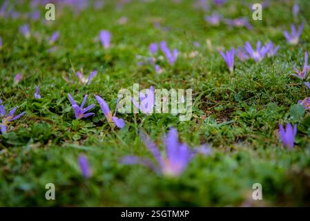 Safrankrokus (Crocus nudiflorus) in den Wiesen des Montcortès-Sees im Frühherbst (Pallars Sobirà, Lleida, Katalonien, Spanien, Pyrenäen) Stockfoto