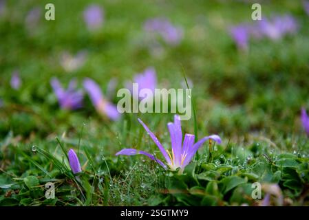 Safrankrokus (Crocus nudiflorus) in den Wiesen des Montcortès-Sees im Frühherbst (Pallars Sobirà, Lleida, Katalonien, Spanien, Pyrenäen) Stockfoto