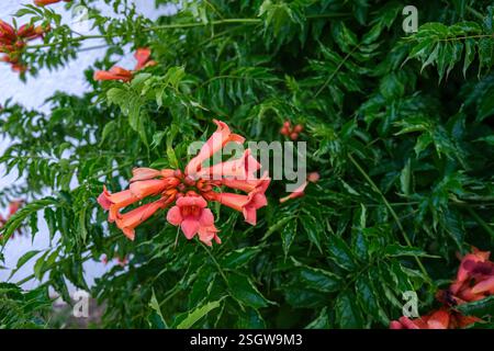 Nahaufnahme von leuchtenden orangen Trompetenblüten Stockfoto