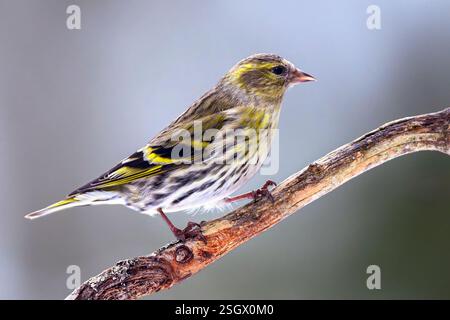 Eurasischer Sisskin (Spinus spinus, weiblich) aus Hov, Ostnorwegen im Februar. Stockfoto