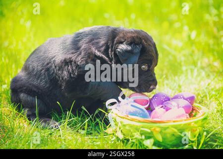 Ein kleiner Labrador Retriever-Welpe sitzt auf dem Gras im Garten neben einem Korb mit künstlichen Ostereiern Stockfoto