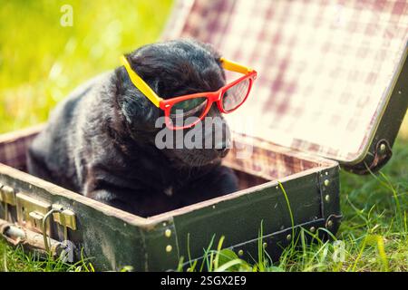 Lustiger Labrador-Welpe in Sonnenbrille. Der Welpe liegt draußen in einem Koffer auf dem Gras im Sommergarten Stockfoto