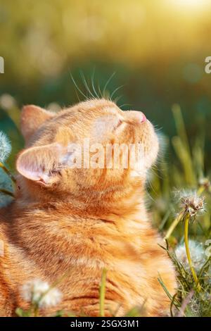 Porträt eines kleinen Kätzchens, das auf dem Löwenzahnrasen liegt. Katze genießt den Frühling. Vertikales Banner Stockfoto
