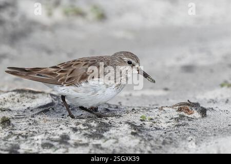 Sandpiper, Calidris fuscicollis, Watvögel auf der Küste der Sea Lion Island, Falkland Islands Stockfoto