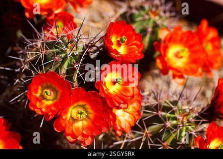 Ein Haufen roter Blumen mit gelben Mittelpunkten. Die Blumen sind in einer Wüste Stockfoto