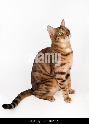 Porträt einer erwachsenen reinrassigen Bengalkatze. Studio für Werbung. Stockfoto