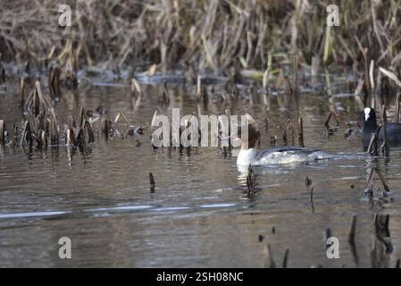 Weibliche Gänse (Mergus merganser) schwimmt von rechts nach links, rechts vom Bild, zwischen tiefem Schilf und Schilfhintergrund, mit einem Eurasischen Coot gefolgt Stockfoto