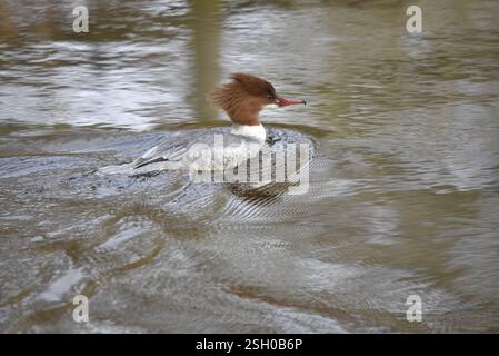 Nahaufnahme Porträt einer Gänsefrau (Mergus merganser), die von links nach rechts schwimmt, links vom Bild, mit Rüschenfedern und Auge auf der Kamera, Großbritannien Stockfoto