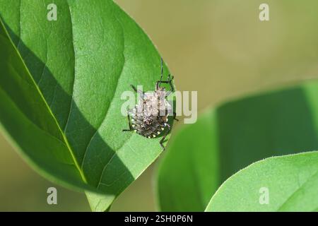 Nymphe einer Waldkäfer oder rotbeiniger Schildkäfer (Pentatoma rufipes) auf einem Fliederzweig (Syringa vulgaris). Familie Pentatomidae. Frühling, Mai. Niederlande Stockfoto