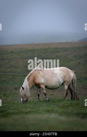 Dartmoor-Pony weidet an einem nebeligen und regnerischen Tag im Darmoor-Nationalpark, Devon, England. Stockfoto