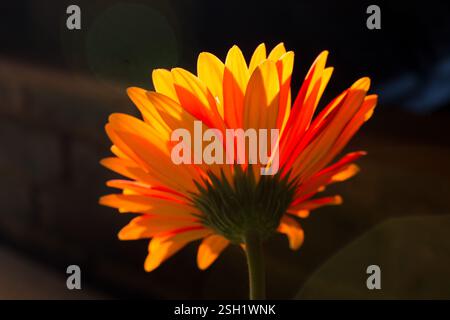 Blick von unten auf ein lebhaftes oranges Baberton Daisy, das von der Nachmittagssonne beleuchtet wird und es scheint zu leuchten. Stockfoto