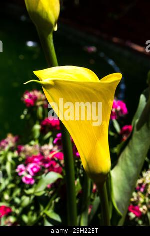 Leuchtende gelbe Aarum-Lilie in einem Blumenbeet aus rosa süßen Williams in Blüte, Stockfoto