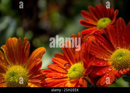 Gruppe von leuchtenden Orangen-Chrysanthemen, bedeckt mit Wassertröpfchen Stockfoto