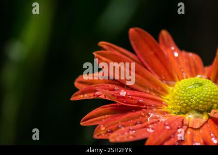 Orangen-Chrysanthemenblume, bedeckt mit Wassertropfen. Stockfoto