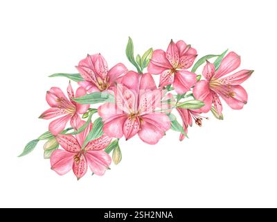 Rosa Alstroemeria Blumen Blumenstrauß Aquarellillustration isolierter Hintergrund. Tropisch blühende Pflanzen florale Komposition für den Valentinstag-Gruß Stockfoto