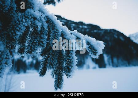 Schneebedeckte Äste von Bäumen Stockfoto