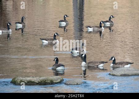 Eine Schar Kanadier schwimmt in ruhigem Wasser. Stockfoto